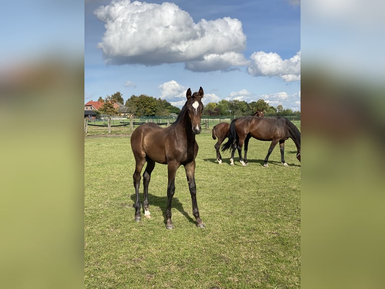 Westfale Hengst  Brauner in Ascheberg