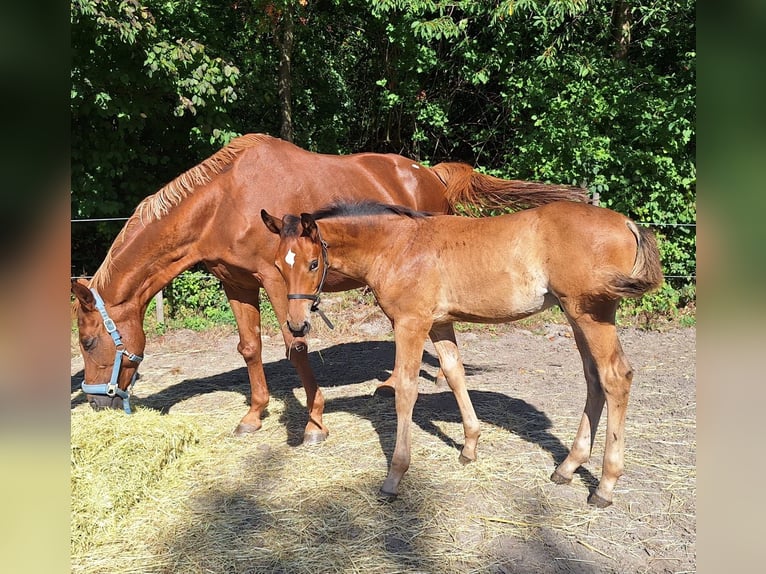 Westfale Hengst Fohlen (06/2025) Brauner in Kamen