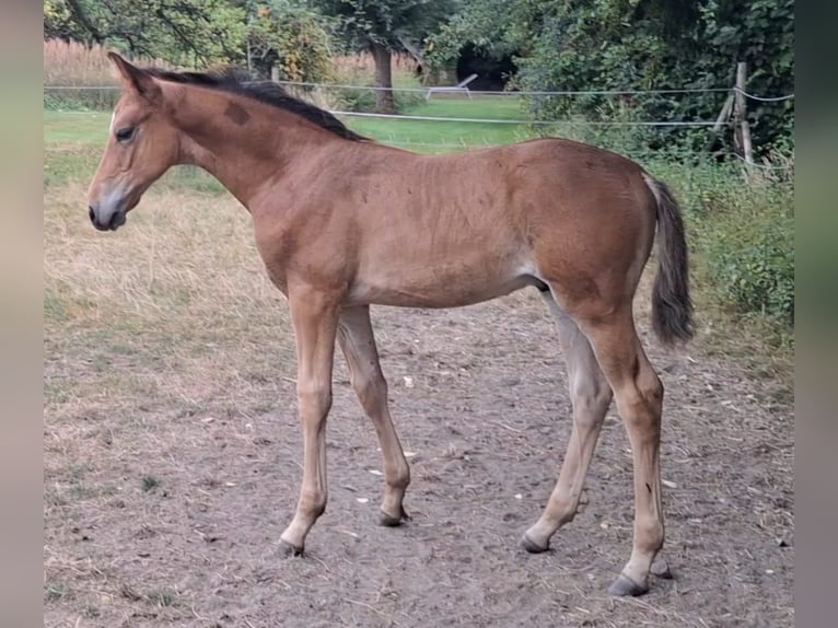 Westfale Hengst Fohlen (06/2025) Brauner in Kamen
