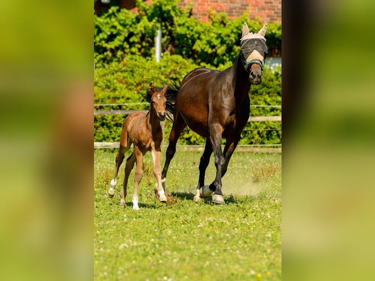 Westfale Hengst Fohlen (06/2025) Brauner in Ruppichteroth