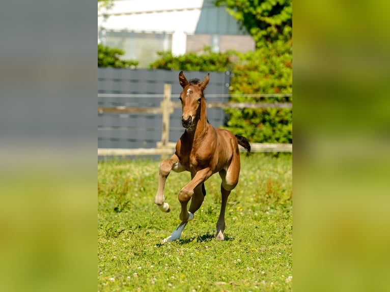 Westfale Hengst Fohlen (06/2025) Brauner in Ruppichteroth