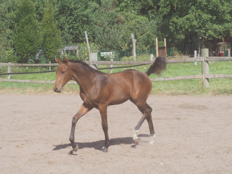 Westfale Hengst Fohlen (04/2025) Brauner in Recke