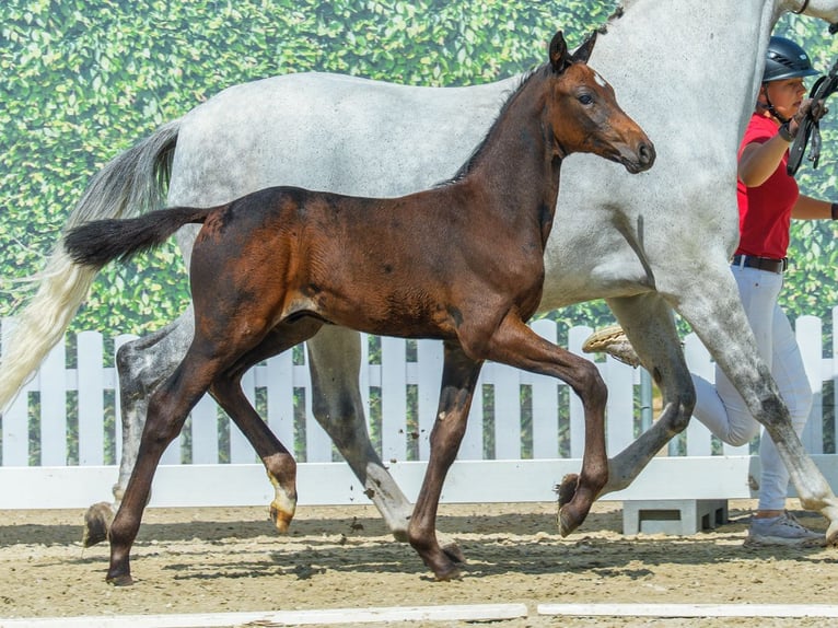 Westfale Hengst Fohlen (06/2026) Brauner in Mnster-Handorf