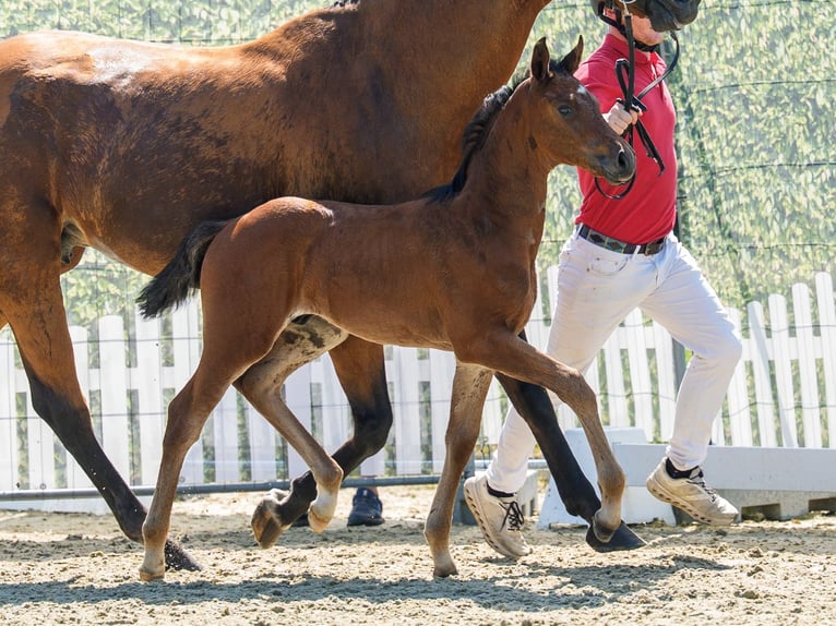 Westfale Hengst Fohlen (05/2026) Brauner in Mnster-Handorf