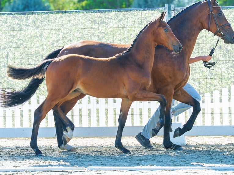 Westfale Hengst Fohlen (03/2026) Brauner in Mnster-Handorf