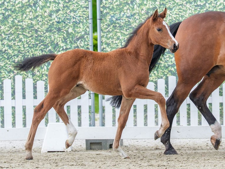 Westfale Hengst Fohlen (04/2026) Brauner in Mnster-Handorf