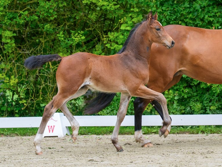 Westfale Hengst Fohlen (04/2026) Brauner in Mnster-Handorf