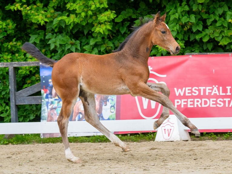 Westfale Hengst Fohlen (04/2026) Brauner in Mnster-Handorf
