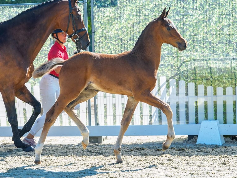 Westfale Hengst Fohlen (06/2026) Brauner in Mnster-Handorf
