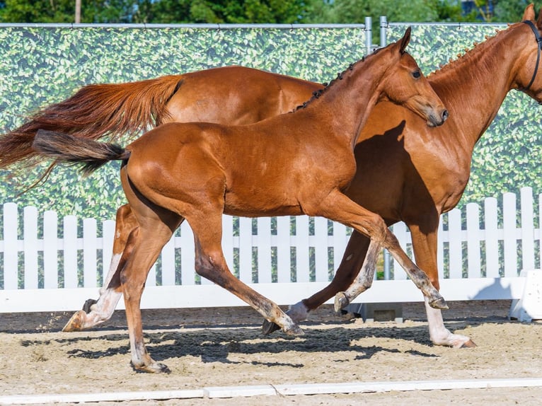 Westfale Hengst Fohlen (05/2026) Brauner in Mnster-Handorf