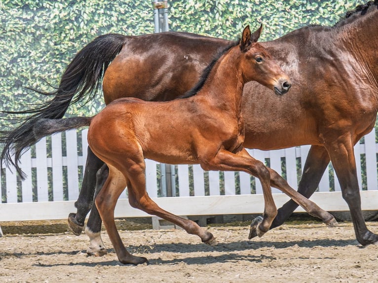 Westfale Hengst  Brauner in M&#xFC;nster Handorf