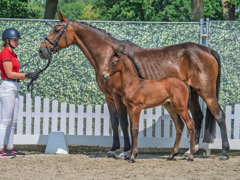 Westfale Hengst  Brauner in M&#xFC;nster Handorf