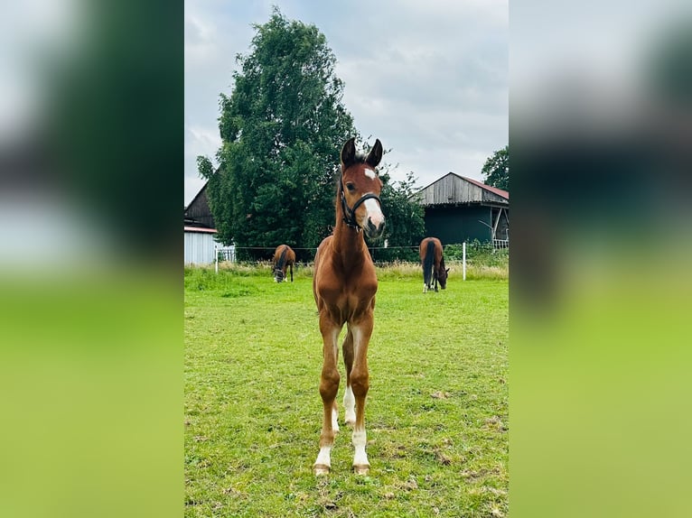 Westfale Hengst Fohlen (05/2025) Brauner in L&#xFC;dinghausen