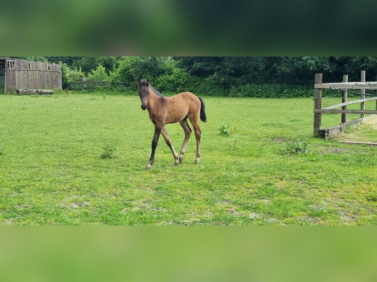 Westfale Hengst Fohlen (04/2024) Brauner in Schermbeck