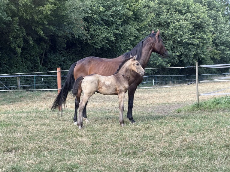 Westfale Hengst Fohlen (05/2026) Buckskin in Recklinghausen