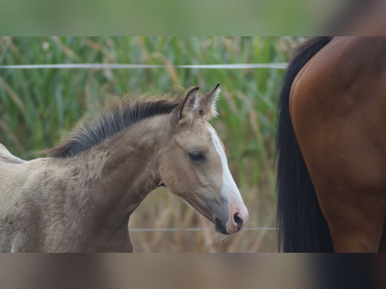 Westfale Hengst Fohlen (05/2026) Buckskin in Neuenkirchen-Vörden