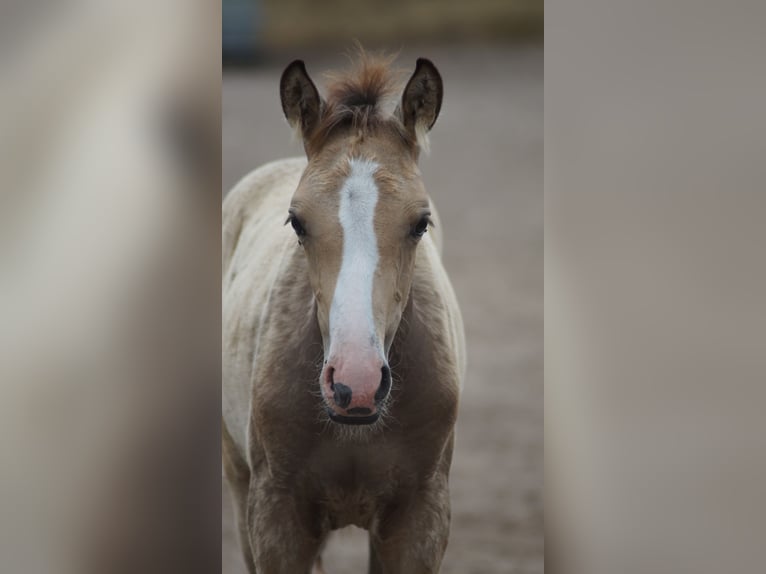 Westfale Hengst Fohlen (05/2026) Buckskin in Neuenkirchen-Vörden