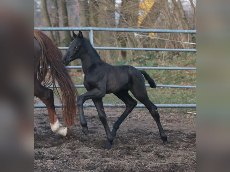Westfale Hengst Fohlen (03/2026)  in Greven