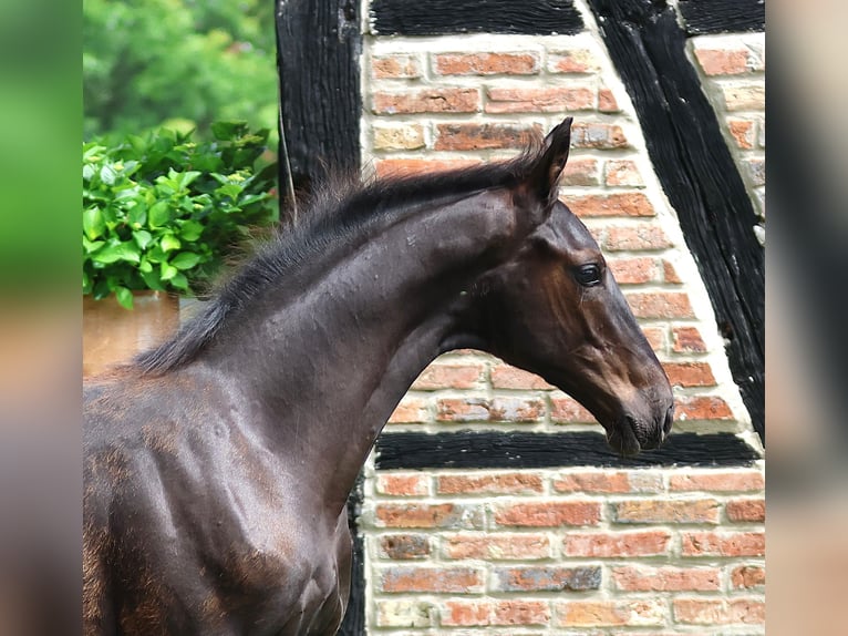 Westfale Hengst Fohlen (03/2026)  in Greven