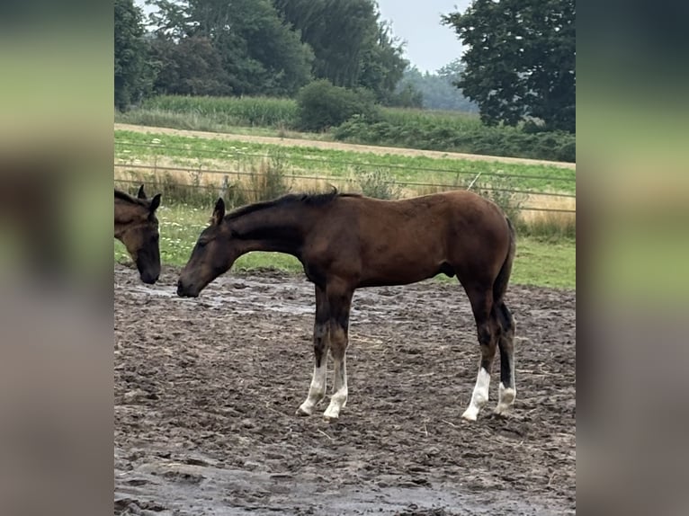 Westfale Hengst Fohlen (04/2025) Dunkelbrauner in Beesten