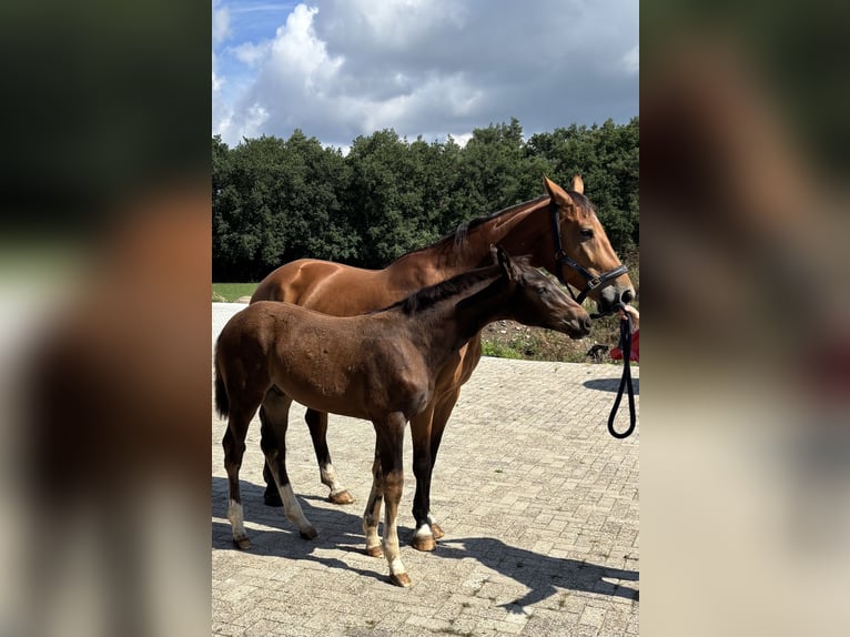 Westfale Hengst Fohlen (04/2025) Dunkelbrauner in Beesten