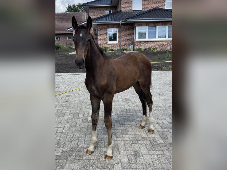Westfale Hengst Fohlen (04/2025) Dunkelbrauner in Beesten