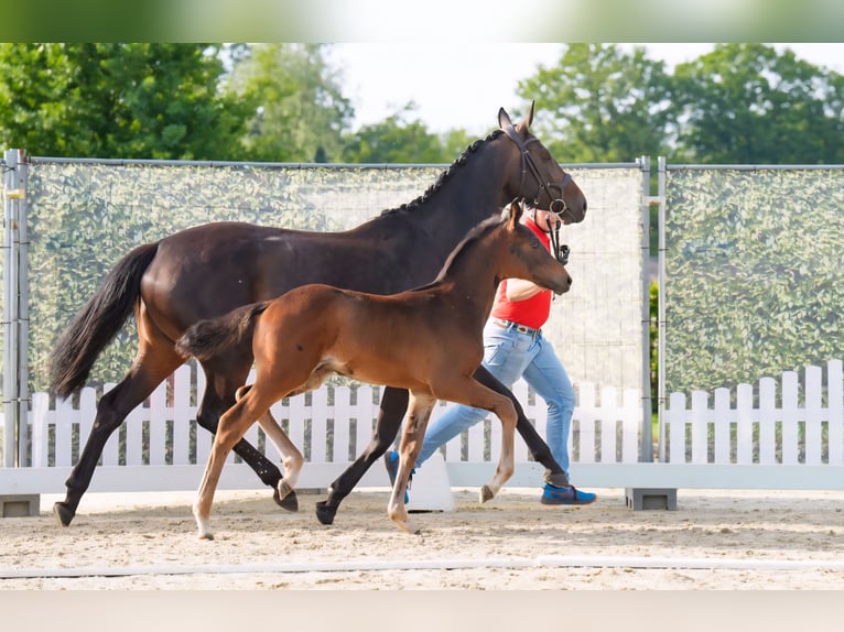 Westfale Hengst  Dunkelbrauner in Lippstadt