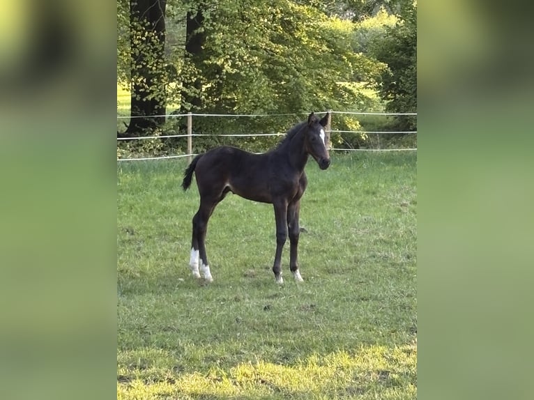 Westfale Hengst  Dunkelbrauner in Greven