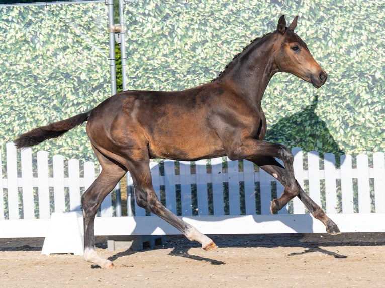 Westfale Hengst Fohlen (04/2026) Dunkelbrauner in Mnster-Handorf