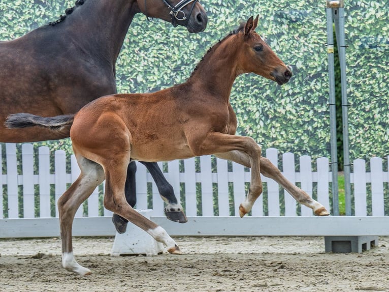Westfale Hengst  Dunkelbrauner in M&#xFC;nster Handorf