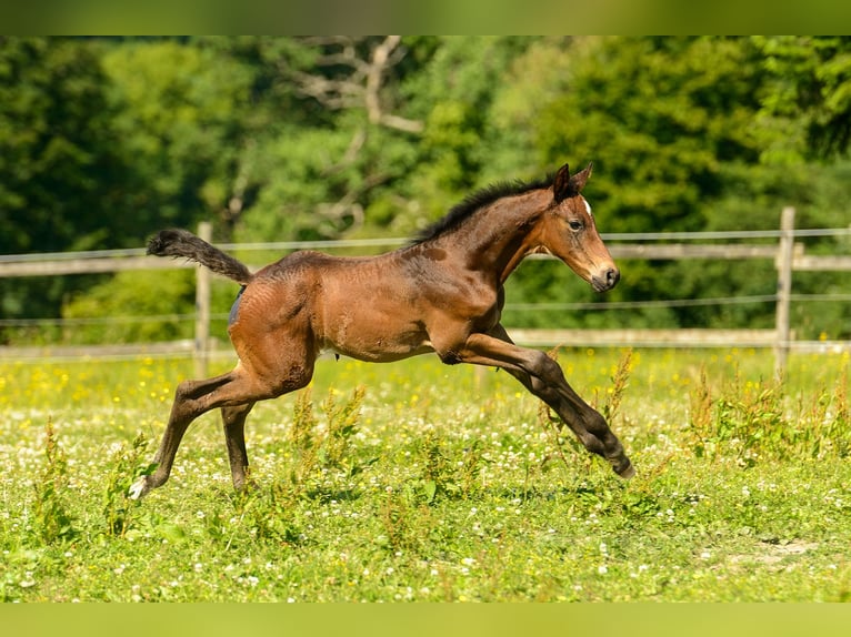 Westfale Hengst Fohlen (05/2025) Dunkelbrauner in Ruppichteroth