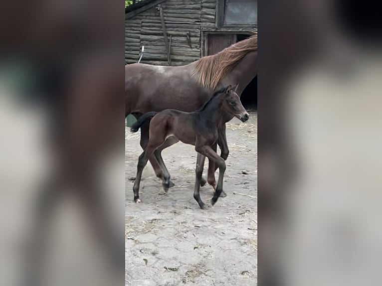 Westfale Hengst  Dunkelbrauner in Ibbenb&#xFC;ren