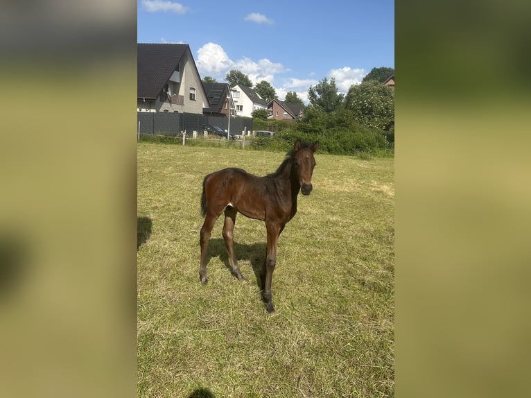 Westfale Hengst  Dunkelbrauner in Ibbenb&#xFC;ren