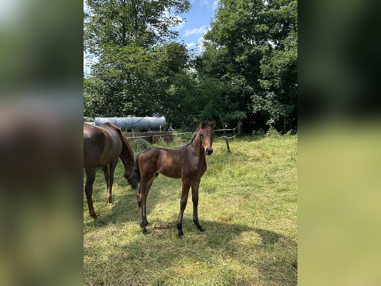 Westfale Hengst  Dunkelbrauner in Ibbenb&#xFC;ren