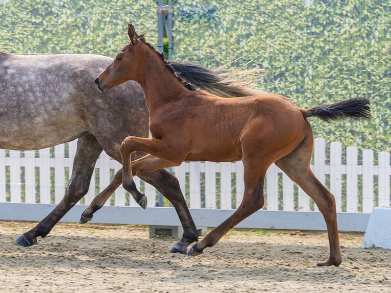Westfale Hengst Fohlen (04/2026) Dunkelbrauner in Mnster-Handorf