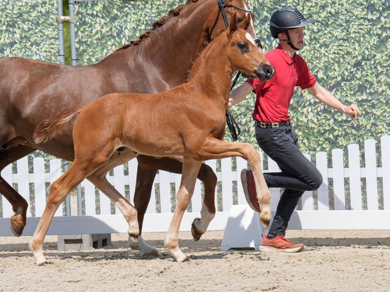 Westfale Hengst  Dunkelfuchs in Mnster-Handorf