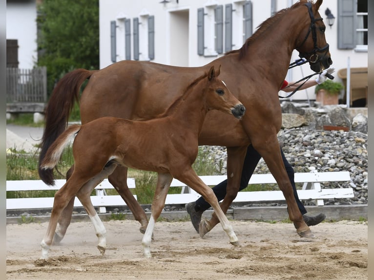 Westfale Hengst Fohlen (04/2025) Dunkelfuchs in M&#xFC;nchen
