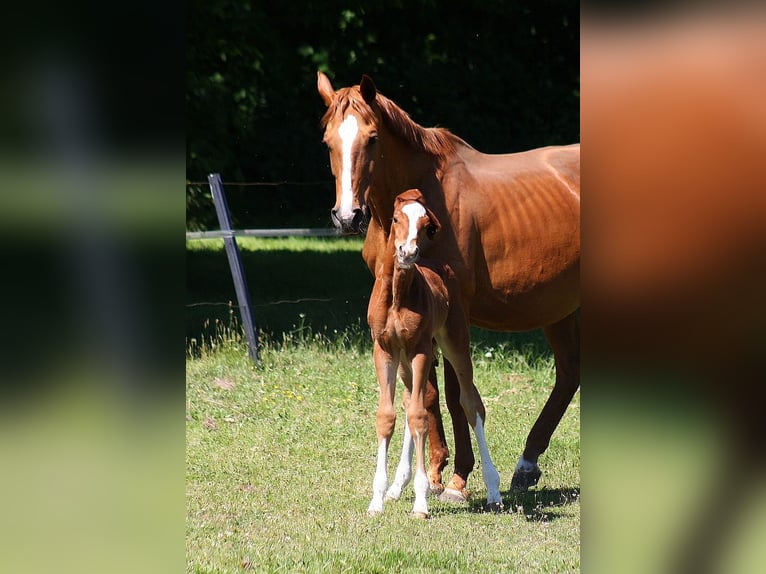 Westfale Hengst  Dunkelfuchs in Wesel