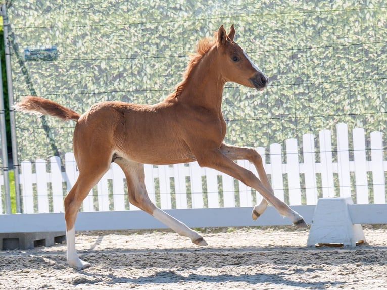 Westfale Hengst  Falbe in Mnster-Handorf