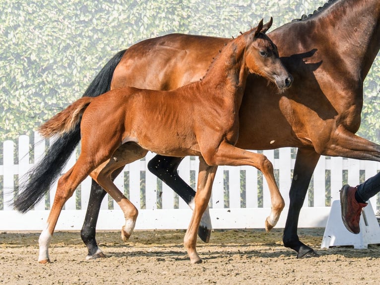 Westfale Hengst Fohlen (04/2026) Fuchs in Mnster-Handorf