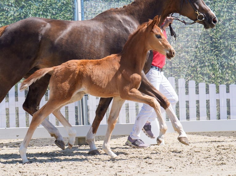 Westfale Hengst  Fuchs in Mnster-Handorf