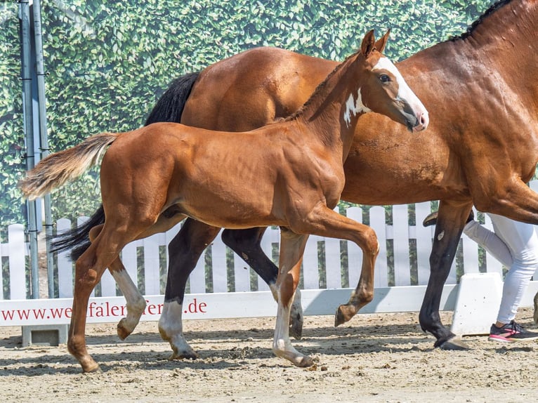 Westfale Hengst Fohlen (04/2025) Fuchs in M&#xFC;nster-Handorf