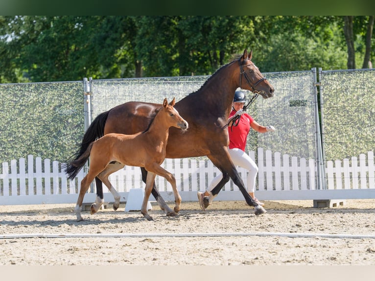 Westfale Hengst Fohlen (05/2026) Kann Schimmel werden in Beelen