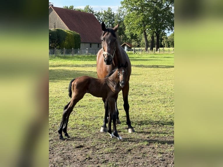 Westfale Hengst Fohlen (06/2026) Kann Schimmel werden in EspelkampEspelkamp