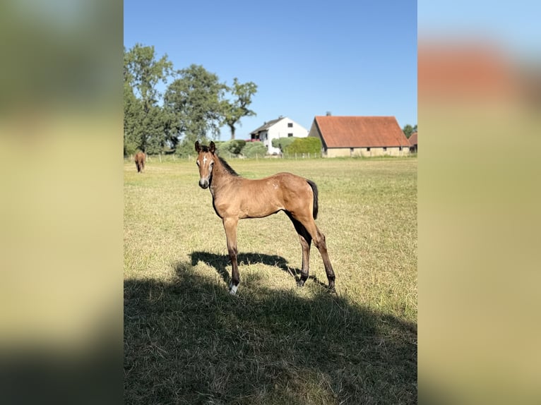 Westfale Hengst Fohlen (06/2026) Kann Schimmel werden in EspelkampEspelkamp