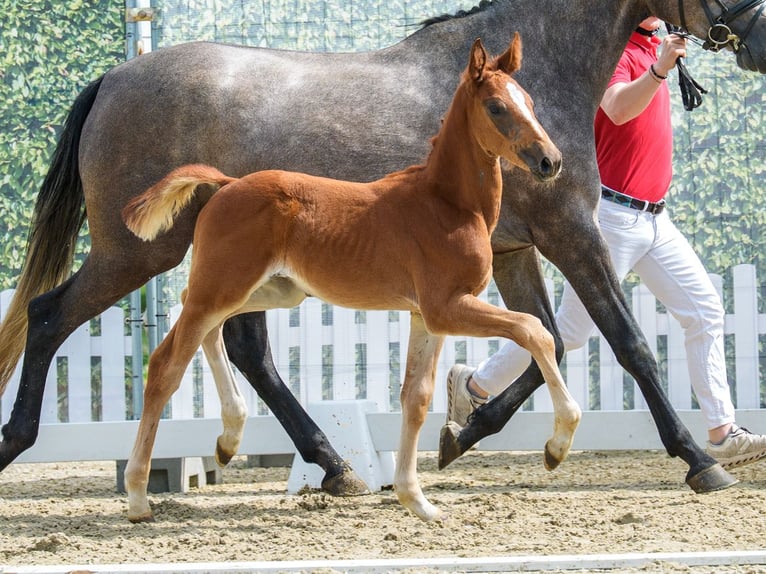 Westfale Hengst Fohlen (05/2026) Kann Schimmel werden in Mnster-Handorf