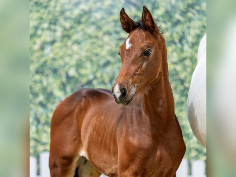Westfale Hengst Fohlen (05/2026) Kann Schimmel werden in Mnster-Handorf