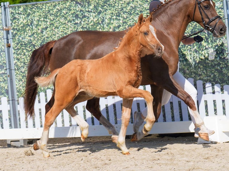 Westfale Hengst  Palomino in Mnster-Handorf