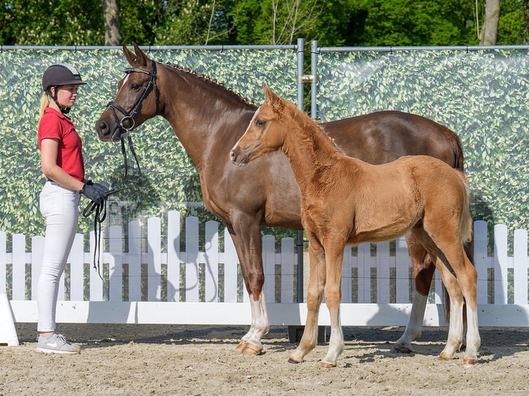 Westfale Hengst  Palomino in Mnster-Handorf