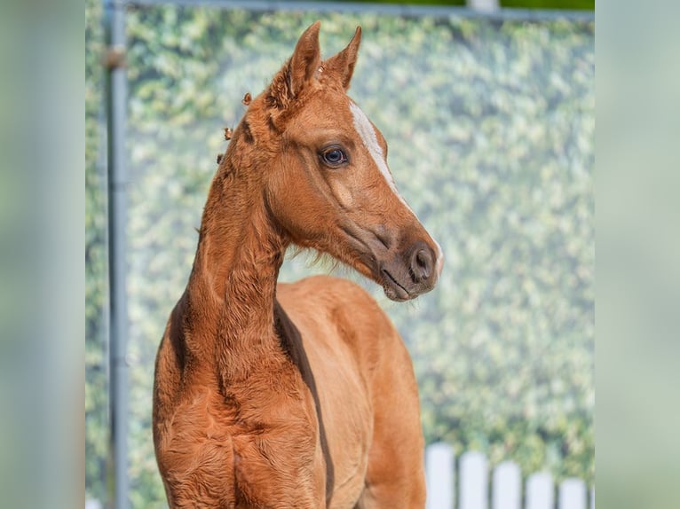 Westfale Hengst  Palomino in Mnster-Handorf